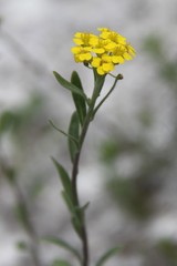Alyssum trichostachyum