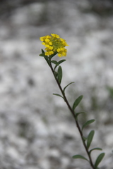 Alyssum trichostachyum