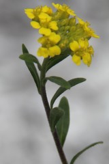 Alyssum trichostachyum