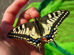 Papilio machaon hippocrates