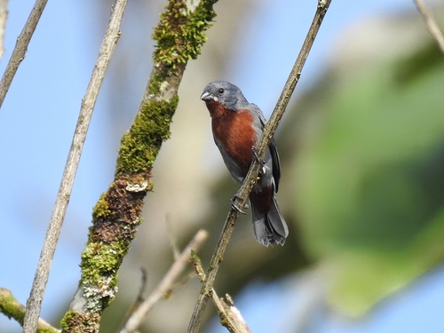 Chestnut-bellied Seedeater (Sporophila castaneiventris), photo 8