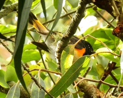 Setophaga ruticilla