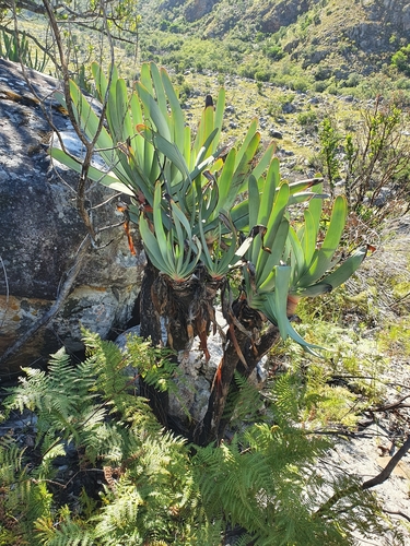 Rhipidodendrum distichum 2