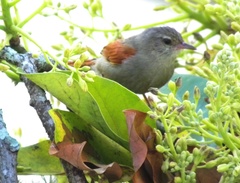 Cranioleuca subcristata