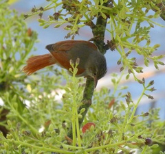 Cranioleuca subcristata