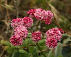 Eriogonum grande rubescens