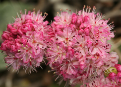 Eriogonum grande rubescens