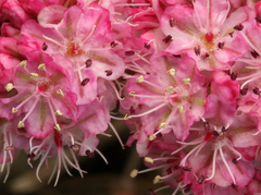 Eriogonum grande rubescens