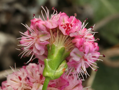 Eriogonum grande rubescens
