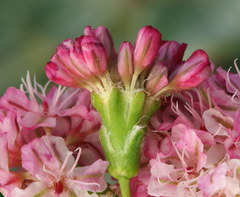 Eriogonum grande rubescens