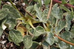 Eriogonum grande rubescens