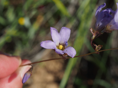 Ixia rapunculoides
