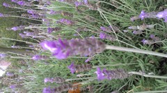 Lavandula