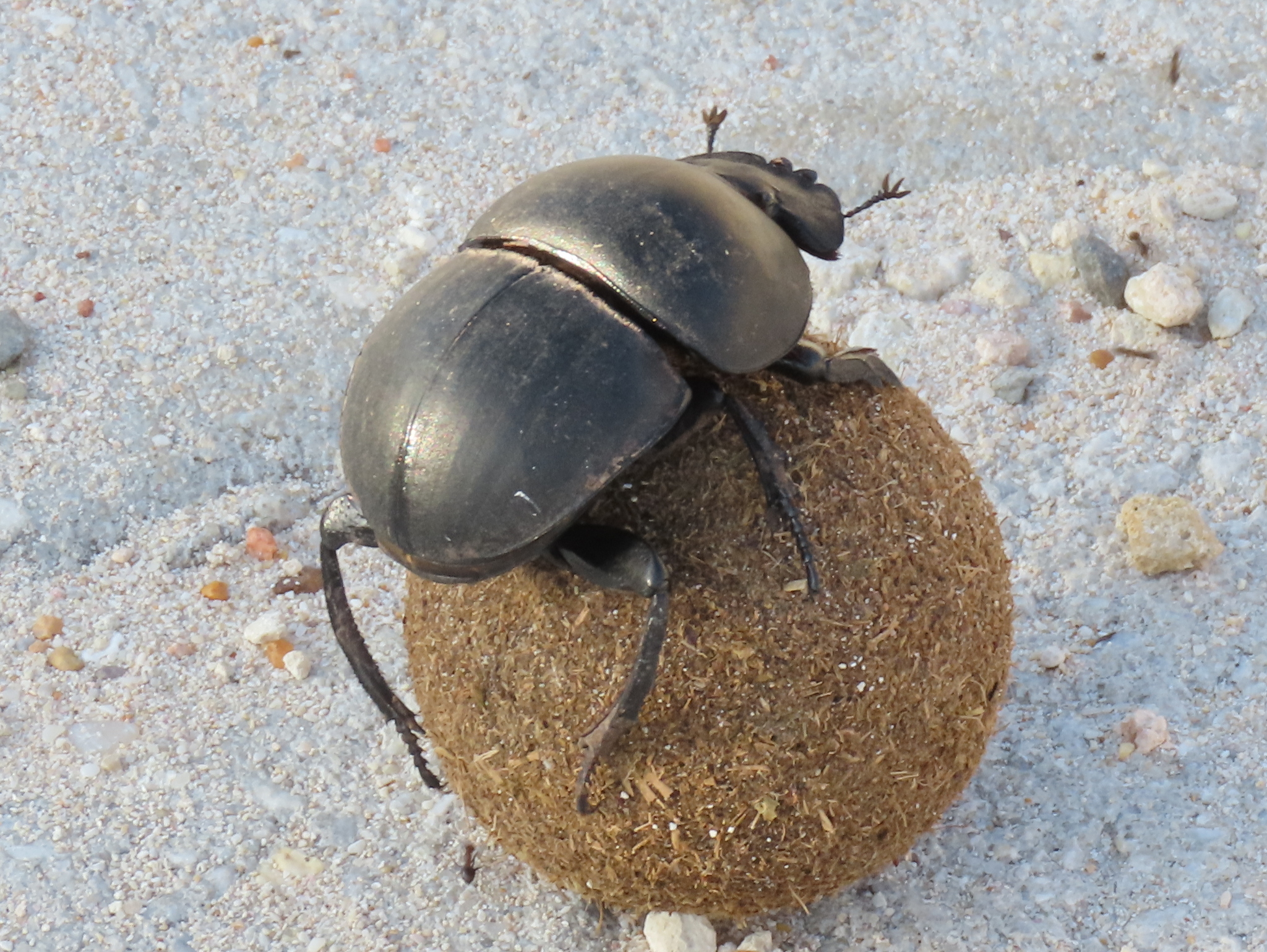 Dung Beetles (Subfamily Scarabaeinae)  iNaturalist