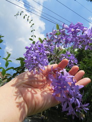Petrea rugosa