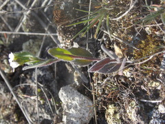 Arabis recta
