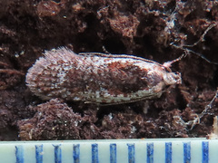Agonopterix hypericella