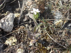 Arabis recta