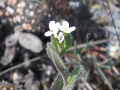 Arabis recta