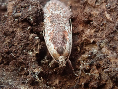 Agonopterix hypericella