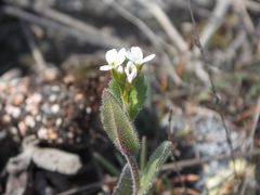 Arabis recta