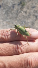 Ephippiger diurnus diurnus