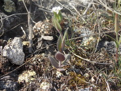 Arabis recta