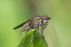 Diptera