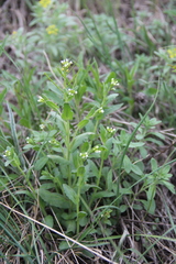 Arabis recta