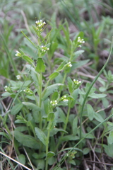 Arabis recta