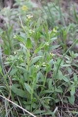 Arabis recta