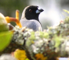 Schistochlamys melanopis