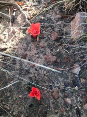 Haemanthus