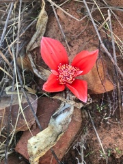 Haemanthus