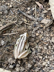 Afrixalus fulvovittatus