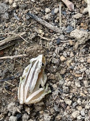 Afrixalus fulvovittatus