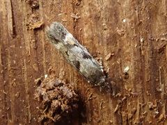 Caryocolum junctella