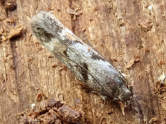 Caryocolum junctella