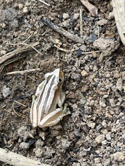 Afrixalus fulvovittatus