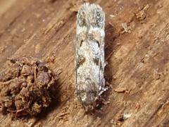 Caryocolum junctella