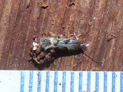 Caryocolum junctella