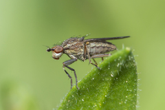 Diptera