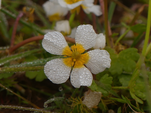 Brackish Water-crowfoot