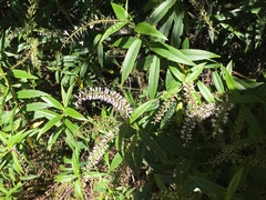 Veronica stricta stricta