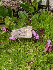 Agrotis ruta