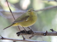 Leiothlypis celata lutescens