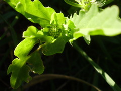 Acicarpha tribuloides