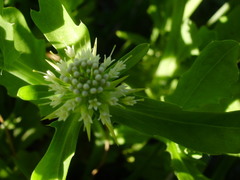 Acicarpha tribuloides