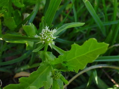 Acicarpha tribuloides