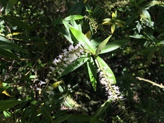 Veronica stricta stricta